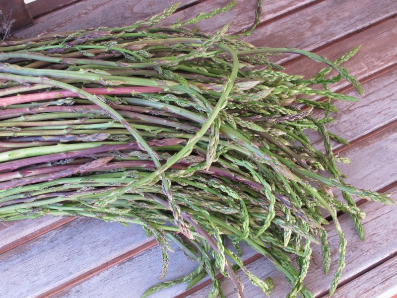 Wild asparagus